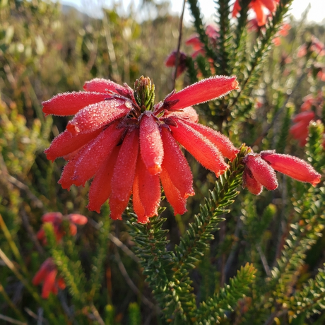 Close-up of Fire Heath - Erica cerinthoides ‘Rubra’ red wildflower with dew drops on its petals, surrounded by green foliage in sunlight.