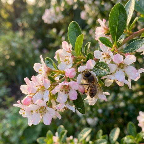 A bee gathers nectar from clusters of pink and white flowers on the Escallonia ‘Apple Blossom’, an evergreen shrub, in sunlight.