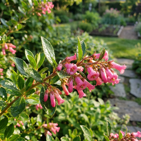 Pink Pixi Escallonia (Escallonia rubra 'Pink Pixi') features clusters of small pink flowers and glossy green leaves, ideal as an evergreen shrub hedge along a stone path in sunny gardens.