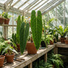 Esmeraldense Philodendron