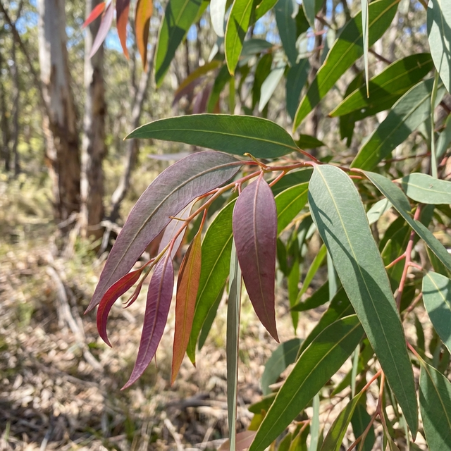 Close-up of green and reddish leaves of Dry White River Peppermint (Eucalyptus elata 'Dry White'), an Australian native, with a sunlit forest blurred in the background.
