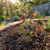 The Dry White River Peppermint (Eucalyptus elata 'Dry White') is a young Australian native tree with aromatic, peppermint-scented leaves, planted in a mulched garden bed bordered by greenery and wood.