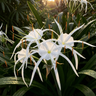 Eucharis Spider Lily