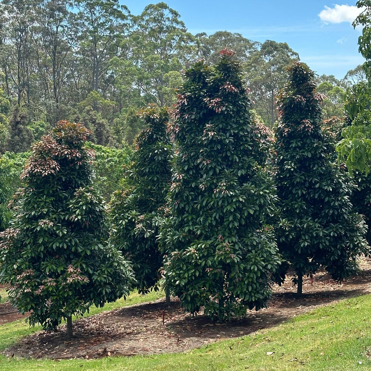 Eumundi Quandong Tree - Elaeocarpus eumundi-Evergreen,Moderate Growing,Moderate Water,Native,Ornamental,Outdoor,Partial Shade,Screening-Nursery Near Me