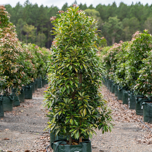 A row of young, fast-growing Eumundi Quandong Trees (Elaeocarpus eumundi) in green bags is lined up in the nursery, promising dense shade for future landscapes.-Nursery Near Me