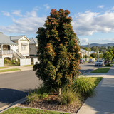 The Eumundi Quandong Tree (Elaeocarpus eumundi), an Australian native with green and reddish leaves, grows beside the sidewalk in a suburban neighborhood.