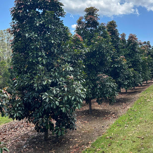 Eumundi Quandong