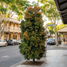 Eumundi Quandong Tree