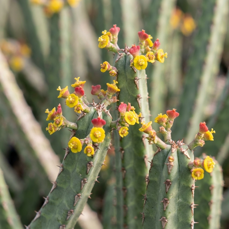 African Cathedral Cactus (Euphorbia heterochroma) features green stems with small yellow and red flowers along the edges. Shown in natural light, this drought-tolerant succulent adds unique color to your collection.