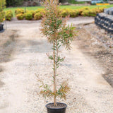 Eureka Bottlebrush - Callistemon 'Eureka'-Evergreen,Flowering,Full Sun,Moderate Growing,Moderate Water,Native,Outdoor,Shrub-Nursery Near Me