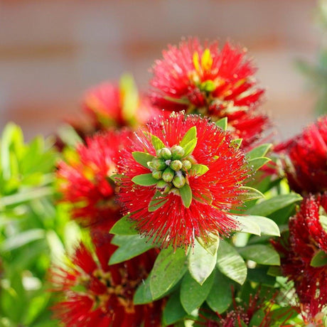 Eureka Bottlebrush - Callistemon 'Eureka'-Evergreen,Flowering,Full Sun,Moderate Growing,Moderate Water,Native,Outdoor,Shrub-Nursery Near Me