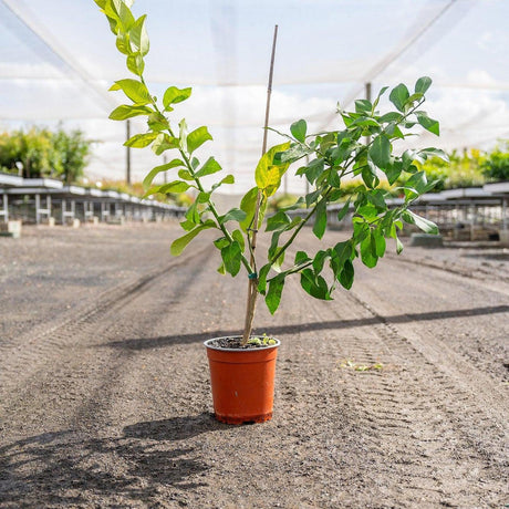 Eureka Lemon Tree - Citrus limon 'Eureka'-Evergreen,Fruiting,Full Sun,Moderate Growing,Moderate Water,Outdoor,Subtropical,Tree-Nursery Near Me