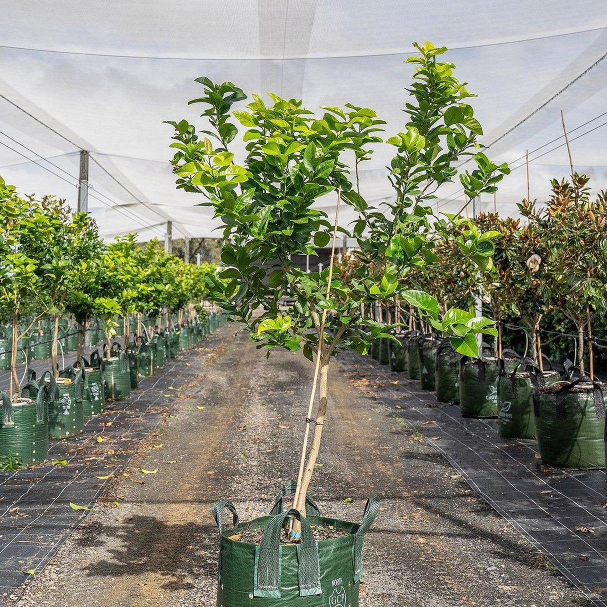 A young Eureka Lemon Tree - Citrus limon 'Eureka' in a green grow bag at a nursery, among other potted citrus trees under shade netting—ideal for growing your own lemons at home.