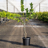 Eureka Lemon Tree - Citrus limon 'Eureka'-Evergreen,Fruiting,Full Sun,Moderate Growing,Moderate Water,Outdoor,Subtropical,Tree-Nursery Near Me