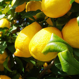 Eureka Lemon Tree