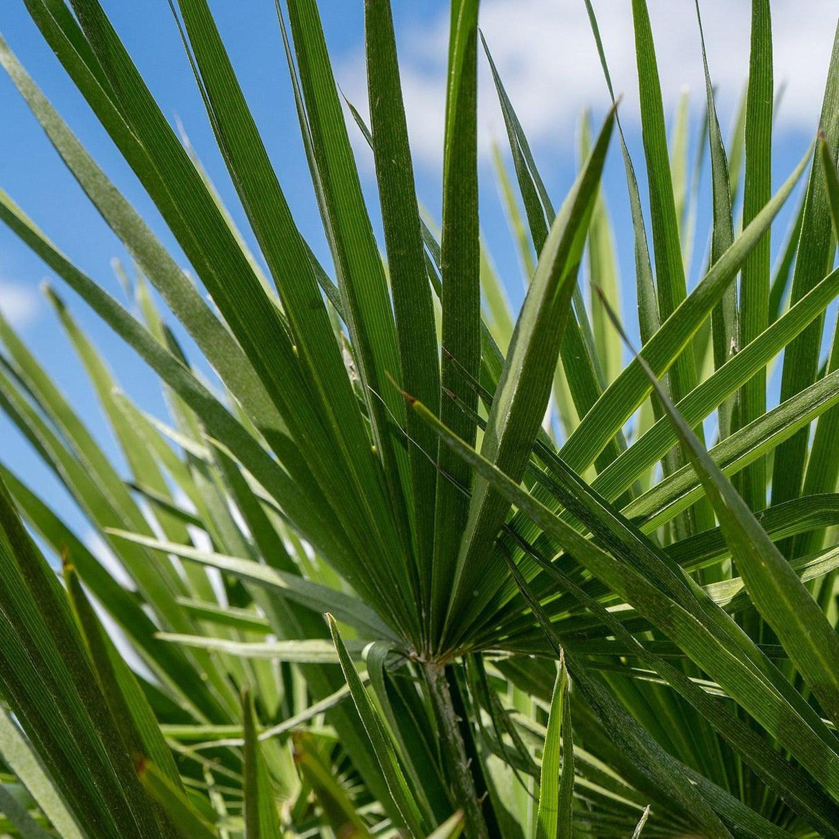 European Fan Palm - Chamaerops humilis-Evergreen,Full Sun,Low Water,Ornamental,Outdoor,Palm,Slow Growing-Nursery Near Me