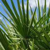 European Fan Palm - Chamaerops humilis-Evergreen,Full Sun,Low Water,Ornamental,Outdoor,Palm,Slow Growing-Nursery Near Me