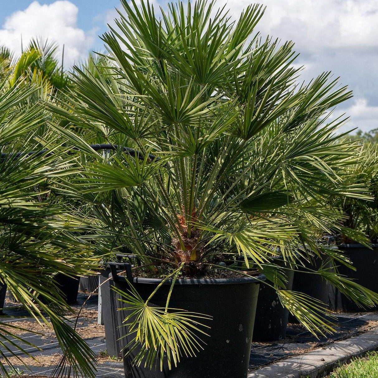 European Fan Palm - Chamaerops humilis-Evergreen,Full Sun,Low Water,Ornamental,Outdoor,Palm,Slow Growing-Nursery Near Me