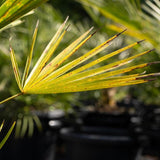 European Fan Palm - Chamaerops humilis-Evergreen,Full Sun,Low Water,Ornamental,Outdoor,Palm,Slow Growing-Nursery Near Me