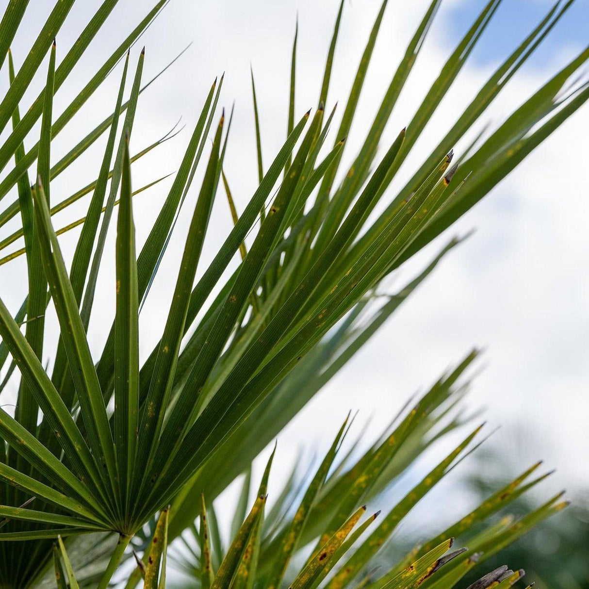 European Fan Palm - Chamaerops humilis-Evergreen,Full Sun,Low Water,Ornamental,Outdoor,Palm,Slow Growing-Nursery Near Me