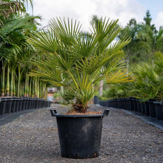 European Fan Palm - Chamaerops humilis-Evergreen,Full Sun,Low Water,Ornamental,Outdoor,Palm,Slow Growing-Nursery Near Me