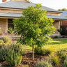 Evergreen Ash