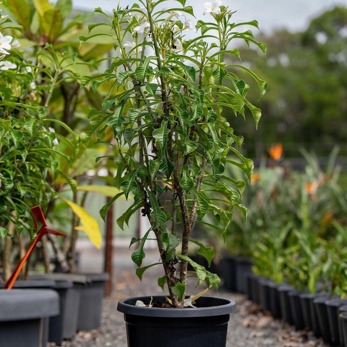 Evergreen Frangipani - Plumeria pudica-Evergreen,Flowering,Full Sun,Moderate Water,Outdoor,Slow Growing,Tree,Tropical-Nursery Near Me