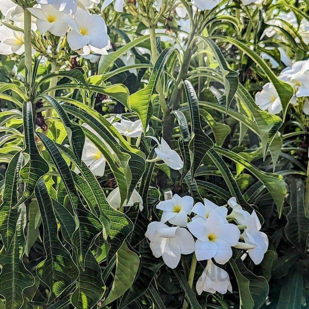 Evergreen Frangipani - Plumeria pudica-Evergreen,Flowering,Full Sun,Moderate Water,Outdoor,Slow Growing,Tree,Tropical-Nursery Near Me