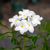 Evergreen Frangipani - Plumeria pudica-Evergreen,Flowering,Full Sun,Moderate Water,Outdoor,Slow Growing,Tree,Tropical-Nursery Near Me