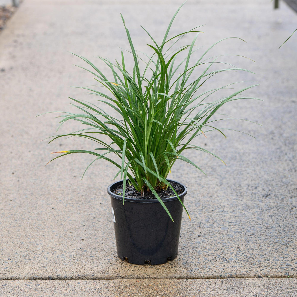 Evergreen Giant Liriope - Liriope muscari 'Evergreen Giant'-Evergreen,Ground Cover,Moderate Water,Ornamental,Outdoor,Partial Shade,Slow Growing-Nursery Near Me