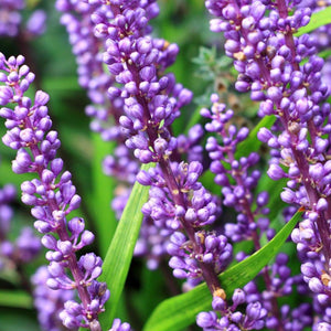 Evergreen Giant Liriope