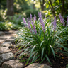 Evergreen Giant Liriope