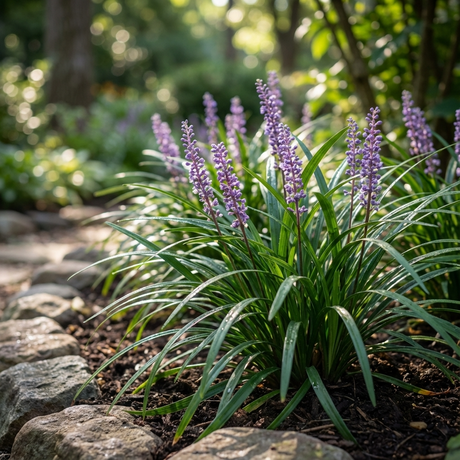 Evergreen Giant Liriope (Liriope muscari 'Evergreen Giant') is a low-maintenance ground cover with purple flower spikes, perfect for planting beside stone garden paths in dappled sunlight.