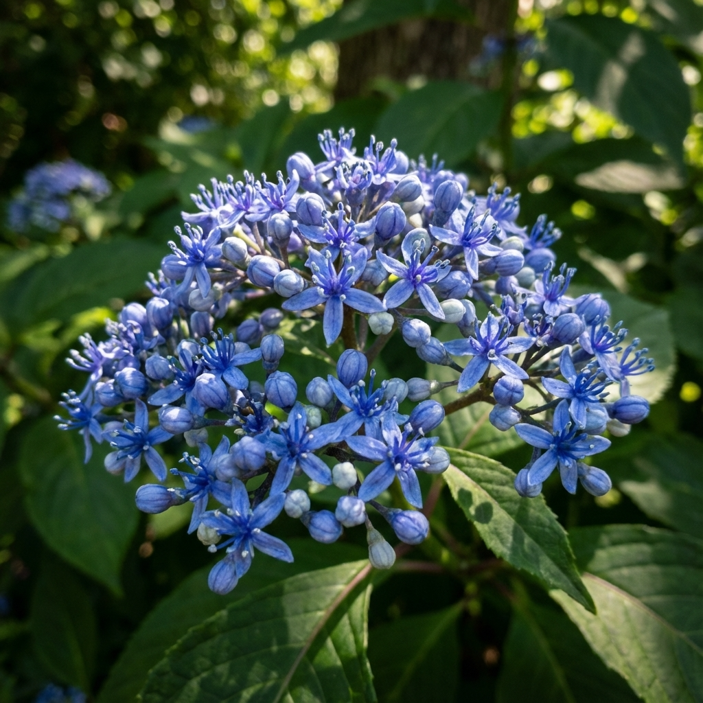 Evergreen Hydrangea - Dichroa versicolor displays vibrant blue blooms amid green foliage in sunlight, highlighting the shade-tolerant shrub’s striking beauty.