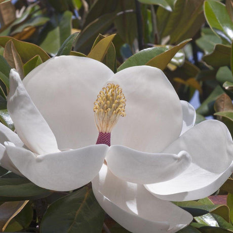 Exmouth Magnolia - Magnolia grandiflora 'Exmouth'-Evergreen,Flowering,Full Sun,Moderate Water,Outdoor,Slow Growing,Tree-Nursery Near Me