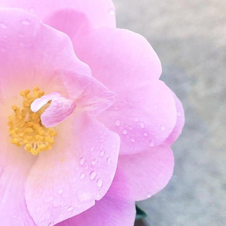 Exquisite Camellia - Camellia sasanqua 'Exquisite'-Evergreen,Flowering,Moderate Water,Ornamental,Outdoor,Partial Shade,Slow Growing-Nursery Near Me