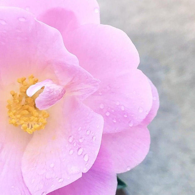 Exquisite Camellia - Camellia sasanqua 'Exquisite'-Evergreen,Flowering,Moderate Water,Ornamental,Outdoor,Partial Shade,Slow Growing-Nursery Near Me