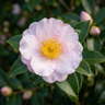 Exquisite Camellia