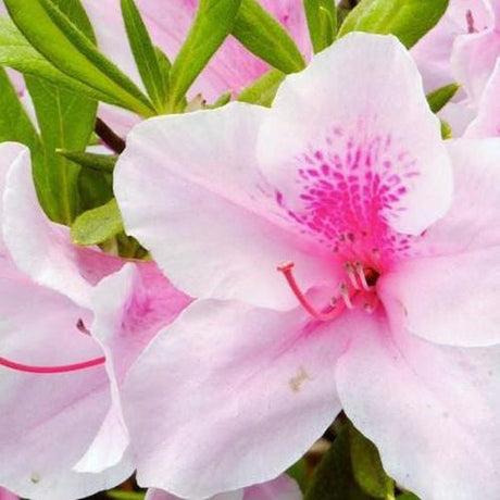 Exquisite Indica Azalea - Azalea indica 'Exquisite'-Evergreen,Flowering,Moderate Growing,Moderate Water,Outdoor,Partial Shade,Shrub-Nursery Near Me