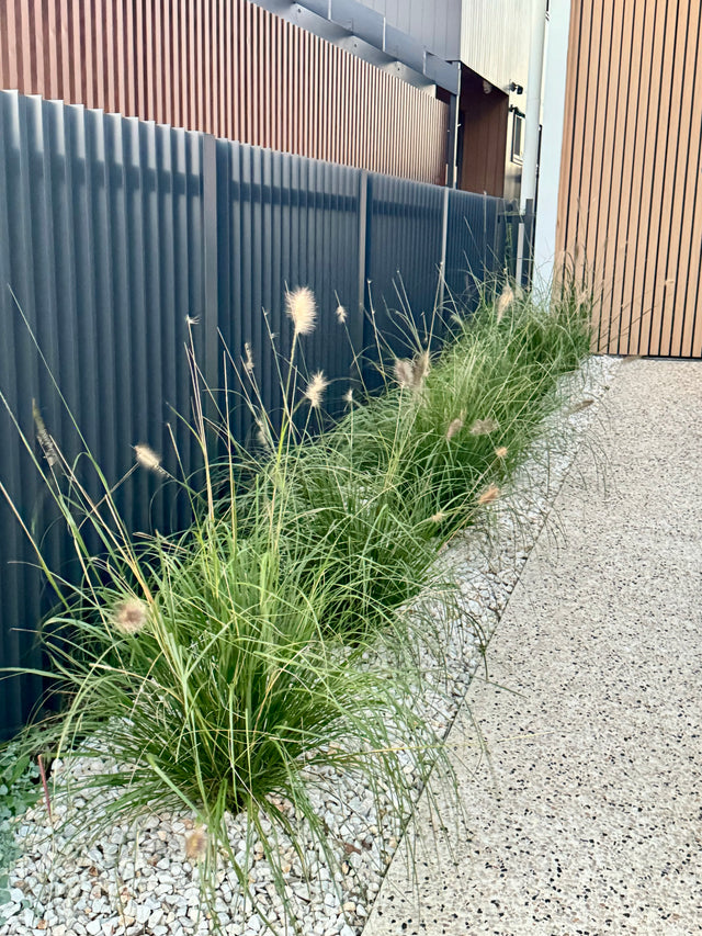 Fountain Grass - Pennisetum alopecuroides - Brisbane Plant Nursery