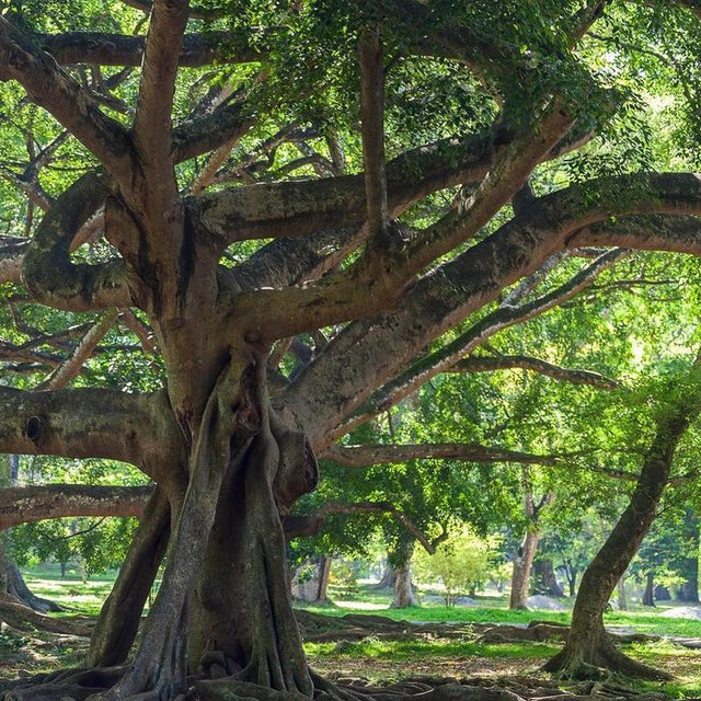 FICUS benjamina "Weeping Fig" (Benjamin Fig) - Ex Ground-Evergreen,Ex Ground,Indoor,Moderate Growing,Moderate Water,Ornamental,Partial Shade,Tropical-Nursery Near Me