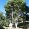 FICUS obliqua (Small Leafed Fig)