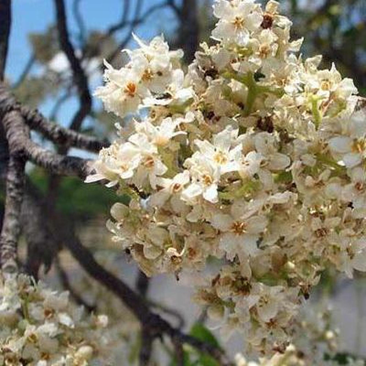 FLINDERSIA australis (Crow’s Ash, Australian Teak) - Ex Ground-Evergreen,Ex Ground,Full Sun,Moderate Water,Native,Outdoor,Slow Growing,Tree-Nursery Near Me