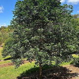 FLINDERSIA collina (Leopard Ash) - Ex Ground-Evergreen,Ex Ground,Full Sun,Moderate Water,Native,Outdoor,Slow Growing,Tree-Nursery Near Me