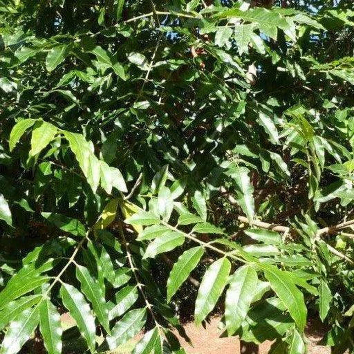 FLINDERSIA xanthoxyla (Yellow Ash) - Ex Ground-Evergreen,Ex Ground,Full Sun,Moderate Water,Native,Outdoor,Slow Growing,Tree-Nursery Near Me