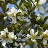 Fairy Cream Michelia