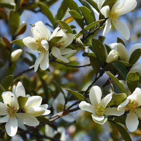 Fairy Cream Michelia - Michelia 'Fairy Cream'-Evergreen,Flowering,Moderate Water,Ornamental,Outdoor,Partial Shade,Slow Growing-Nursery Near Me