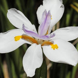 Fairy Iris - Dietes grandiflora-Evergreen,Fast Growing,Flowering,Full Sun,Moderate Water,Ornamental,Outdoor-Nursery Near Me