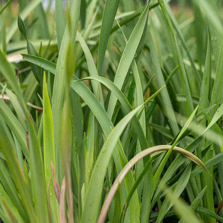 Fairy Iris - Dietes grandiflora-Evergreen,Fast Growing,Flowering,Full Sun,Moderate Water,Ornamental,Outdoor-Nursery Near Me