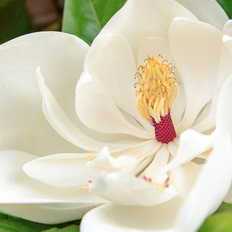 Fairy White Magnolia - Magnolia spp. 'Fairy White'-Evergreen,Flowering,Full Sun,Moderate Water,Ornamental,Outdoor,Screening,Slow Growing-Nursery Near Me